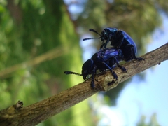Platycorynus peregrinus