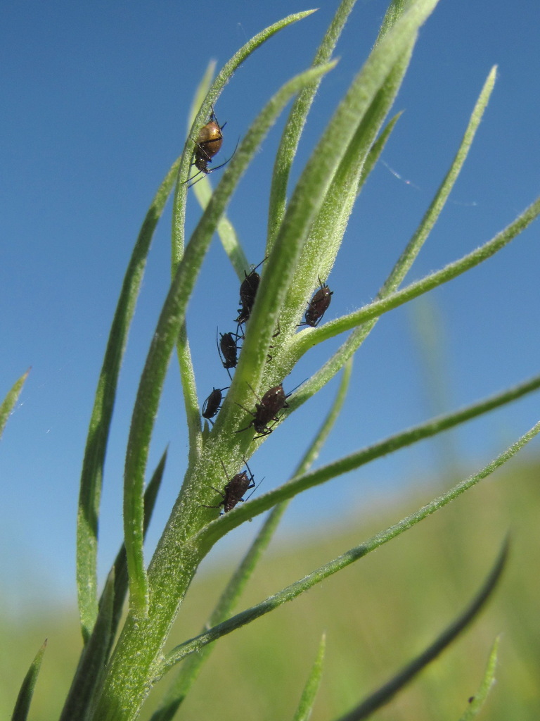 Macrosiphoniella linariae