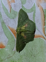 Geometridae