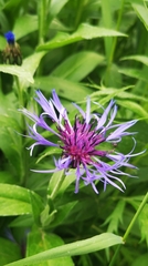 Centaurea montana