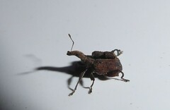 Stephanorhynchus crassus