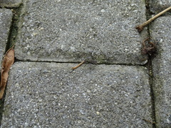 Cylindera kaleea angulimaculata