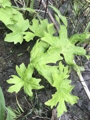 Petasites frigidus palmatus