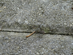 Cylindera kaleea angulimaculata