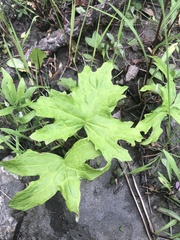 Petasites frigidus palmatus