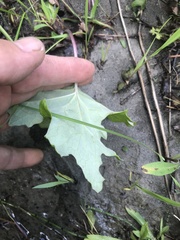 Petasites frigidus palmatus