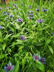 Centaurea montana