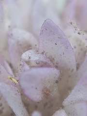 Peronospora violacea