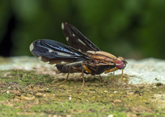 Rioxa lanceolata