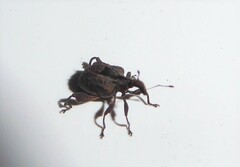 Stephanorhynchus crassus