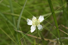 Anemone cylindrica