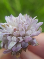 Peronospora violacea