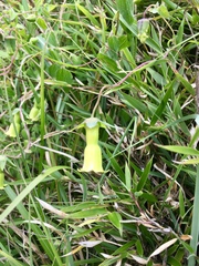 Codonopsis kawakamii