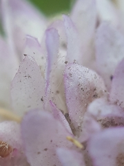Peronospora violacea