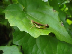 Spathosternum prasiniferum