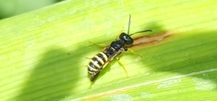 Cerceris nigrescens