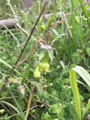 Codonopsis kawakamii