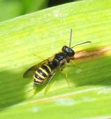 Cerceris nigrescens
