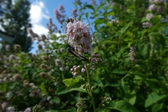 Synanthedon spheciformis