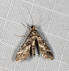 Diasemiopsis ramburialis