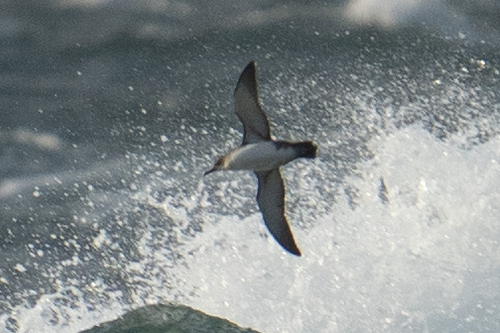 Puffin yelkouan
