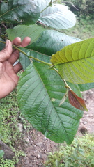 Alnus nepalensis
