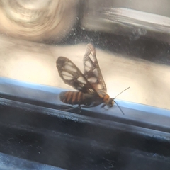 Amata huebneri