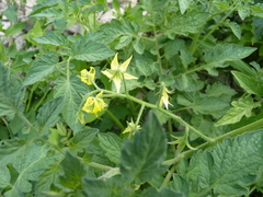 Solanum lycopersicum
