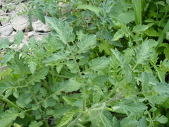 Solanum lycopersicum