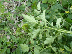 Solanum lycopersicum