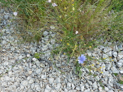 Cichorium intybus