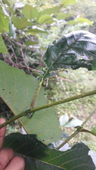 Alnus nepalensis