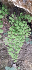 Adiantum capillus-veneris
