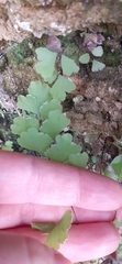 Adiantum capillus-veneris