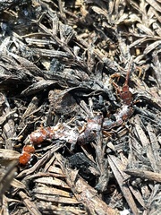 Entomophthoromycotina