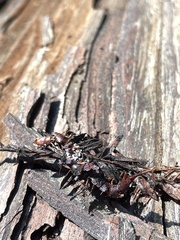 Entomophthoromycotina