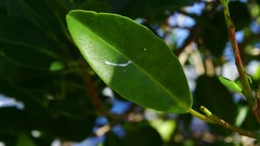 Excoecaria agallocha