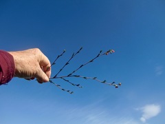 Hermannia joubertiana