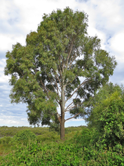 Corymbia tessellaris