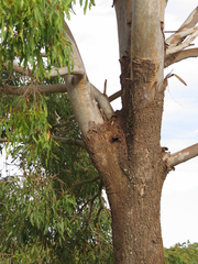 Corymbia tessellaris