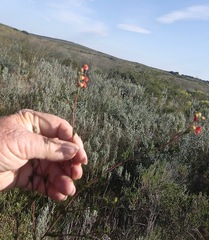 Hermannia joubertiana