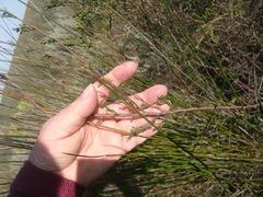 Hermannia joubertiana