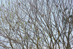 Emberiza citrinella