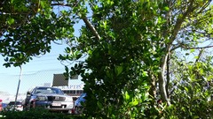 Excoecaria agallocha