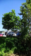 Excoecaria agallocha