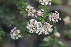 Pomaderris obcordata