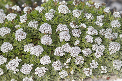 Ixodia achillaeoides