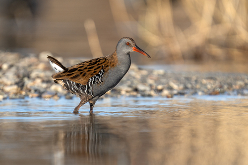 Râle d'eau