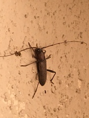 Osmidus guttatus
