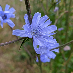 Cichorium intybus
